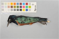 藏品(栗腹麗椋鳥)的圖片